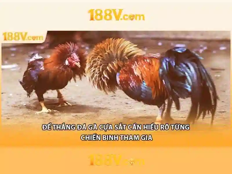 Trải nghiệm người dùng và Phản hồi cộng đồng